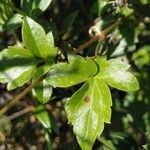 Clematis cirrhosa leaf picture by Lorenzo Varela (cc-by-sa)