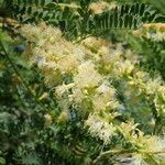 Faidherbia albida flower picture by Sylvain Piry (cc-by-sa)