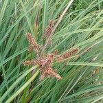 Cyperus javanicus flower picture by Noel Dionson (cc-by-sa)