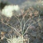 Eriogonum inflatum flower picture by Daniel Barthelemy (cc-by-nc)