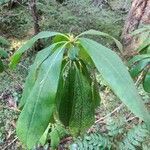 Rhododendron macrophyllum leaf picture by Alessandro Susca (cc-by-sa)