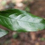 Licania granvillei leaf picture by R. Tournebize (cc-by-sa)