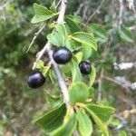 Rhamnus saxatilis fruit picture by Georges-Elie Giscard (cc-by-sa)