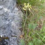 Allium flavum habit picture by Michael Andresek (cc-by-sa)