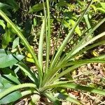 Dyckia distachya leaf picture by Trap Hers (cc-by-sa)