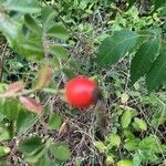 Rosa agrestis fruit picture by Florence Bihet (cc-by-sa)