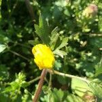 Ranunculus repens flower picture by L (cc-by-sa)