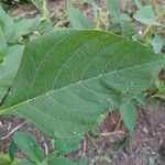 Amaranthus spinosus leaf picture by Stevenazzi Fabio (cc-by-sa)