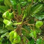 Molinaea alternifolia fruit picture by romeo crescence (cc-by-sa)