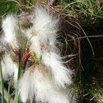 Eriophorum gracile flower picture by isa (cc-by-sa)