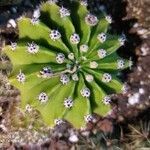 Echinopsis oxygona leaf picture by Ramos Judith (cc-by-sa)