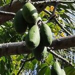 Ceiba pentandra fruit picture by Chuck Fluri (cc-by-sa)