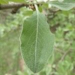 Pyrus salicifolia leaf picture by Sinan Avcı (cc-by-sa)