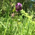 Geranium phaeum flower picture by Céline Gouzon (cc-by-sa)