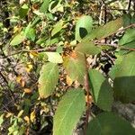 Amelanchier laevis leaf picture by ian ribowsky (cc-by-sa)