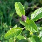 Salvia coccinea buc'hoz ex leaf picture by Trap Hers (cc-by-sa)