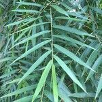 Otatea acuminata leaf picture by Daniel Barthelemy (cc-by-nc)