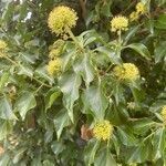 Hedera helix habit picture by David Hocken (cc-by-sa)