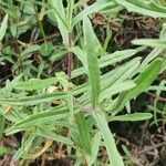 Senecio rhammatophyllus leaf picture by susan brown (cc-by-sa)