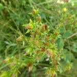 Hypericum tetrapterum fruit picture by Llandrich anna (cc-by-sa)