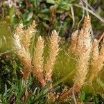 Selaginella selaginoides fruit picture by Claus-Dieter Seidel (cc-by-sa)