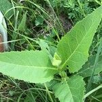 Parthenium integrifolium leaf picture by DD S. (cc-by-sa)