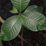 Couma guianensis leaf picture by Lisa Moreno (cc-by-sa)