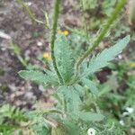 Papaver dubium leaf picture by Sebastian Uel (cc-by-sa)