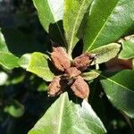 Pittosporum cherrieri fruit picture by Coordination Endemia (cc-by-sa)