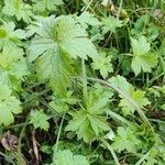 Ranunculus tuberosus habit picture by Kilhiann Bagur (cc-by-sa)