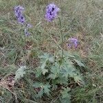 Delphinium elatum habit picture by Андрей Кураков (cc-by-sa)