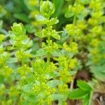 Cruciata glabra habit picture by Lucia Orsega (cc-by-sa)