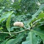 Magnolia macrophylla fruit picture by Jackie CD (cc-by-sa)