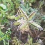 Lupinus arboreus fruit picture by Khadijah Khan (cc-by-sa)