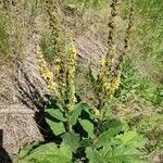 Verbascum nigrum habit picture by Юрий Басов (cc-by-sa)