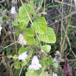 Mentha suaveolens habit picture by Celso Alves (cc-by-sa)