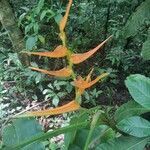 Heliconia latispatha flower picture by Itamar foguel (cc-by-sa)