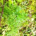 Achillea ligustica habit picture by Ammar Foufou (cc-by-sa)