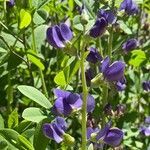 Baptisia australis flower picture by ben vc (cc-by-sa)