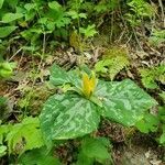 Trillium cuneatum flower picture by Margaret Rogers (cc-by-sa)