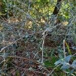 Teucrium fruticans habit picture by Nathalie Potel (cc-by-sa)