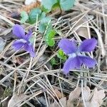 Viola suavis habit picture by Sergio costantini (cc-by-sa)