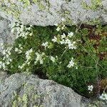 Saxifraga geranioides habit picture by Llandrich anna (cc-by-sa)