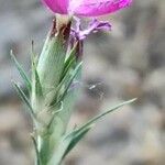 Dianthus anticarius flower picture by Acosta García Isabel (cc-by-sa)