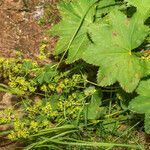 Alchemilla glabra flower picture by Martin Bishop (cc-by-sa)