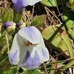 Craterostigma plantagineum flower picture by susan brown (cc-by-sa)