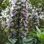 Echium callithyrsum flower picture by Ulrike Taeger-Schmidt (cc-by-sa)