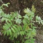 Sorbus aucuparia habit picture by Wouter (cc-by-sa)