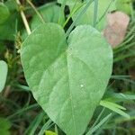 Ipomoea grandifolia (dammer) o'donell leaf picture by Gonçalves da Cunha Lucas (cc-by-sa)