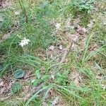 Anthericum ramosum habit picture by Helmut Sattmann (cc-by-sa)